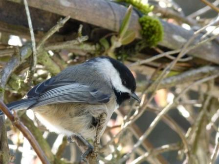 Wild Birds Unlimited on Wild Birds Unlimited   Customer Photo Gallery   Covington  Wa